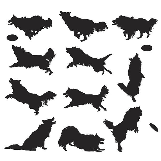 Vector Silhouettes of a Border Collie dog Various vector silhouettes of a Border Collie dog in action frisbee stock illustrations