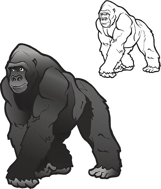 Vector Silverback Gorilla Illustration This vector drawing is an illustration of an alpha male silver back gorilla. The ape is walking and looking ahead. The file also contains a line art (Black and white) version of the drawing. This gorilla cartoon can be used for any ape related design and advertising. The gorilla looks life-like, but not too realistic or scary. gorilla stock illustrations