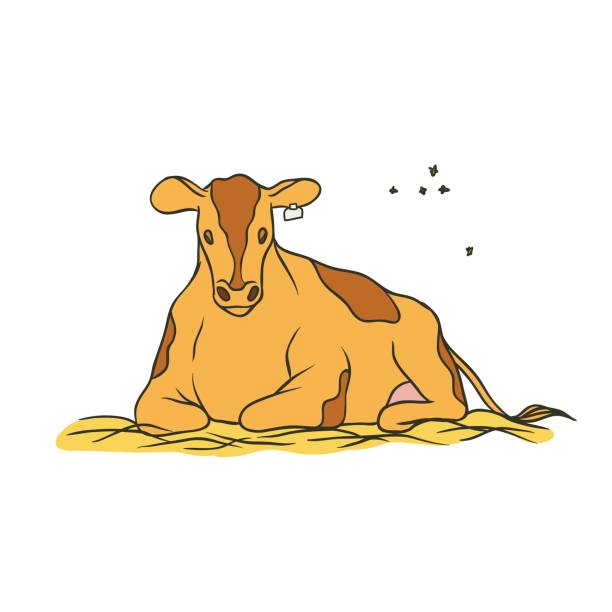 ilustrações de stock, clip art, desenhos animados e ícones de vector sketch coloured isolated illustration farm animal. young red spotted cow with a tag on the ear lying on the hay and chews the grass, flying around it flies. the production of milk and beef. - natural organic doodle tag