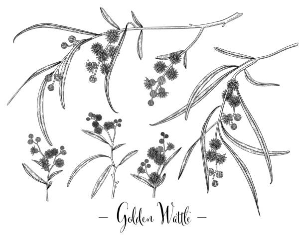 Vector Sketch Golden Wattle (acacia pycnantha) decorative set. Hand Drawn Botanical Illustrations. Black and white with line art isolated on white backgrounds. Plant drawings. Retro style elements. Vector Sketch Golden Wattle (acacia pycnantha) decorative set. Hand Drawn Botanical Illustrations. Black and white with line art isolated on white backgrounds. Plant drawings. Retro style elements. acacia tree stock illustrations
