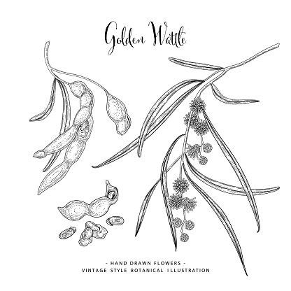 Vector Sketch Golden Wattle (acacia pycnantha) decorative set. Hand Drawn Botanical Illustrations. Black and white with line art isolated on white backgrounds. Plant drawings. Retro style elements.