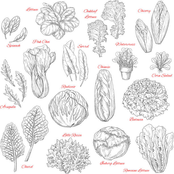 Vector sketch icons of salad leafy vegetables Salads and leafy vegetables vector sketches. Lettuce veggies harvest of spinach, sorrel and watercress, chinese or iceberg cabbage and lollo rossa or radiccio and farm fresh corn or oakleaf salad chard stock illustrations