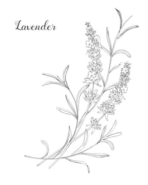 Vector sketch lavender illustration. Beautiful boquet of lavender flowers.  Doodle, line art lavender plant stock illustrations