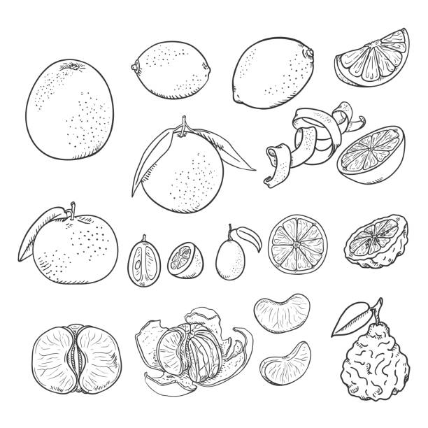 Vector Sketch Set of All Citrus Fruits Vector Sketch Set of All Citrus Fruits. Lemon, Orange, Tangerine, Grapefruit, Lime, Kumquat and Bergamot kumquat stock illustrations