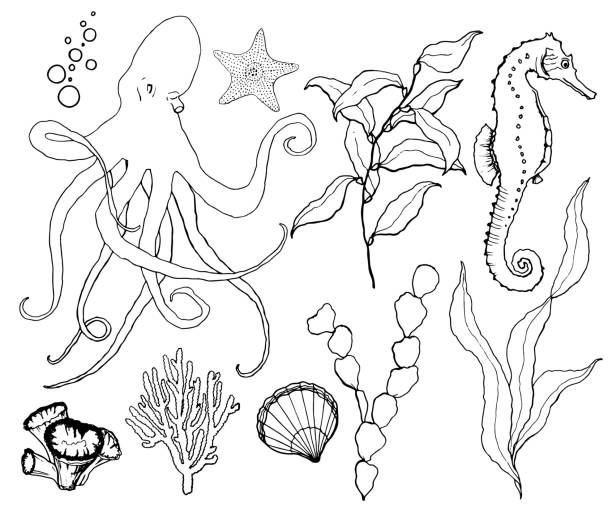벡터 스케치는 수 중 야생 동물과 함께 설정 합니다. 손으로 그린 문 어, 씨 호스, 라미네이트, 불가사리와 흰색 배경에 고립 된 쉘. 디자인, 인쇄 또는 배경을 위한 수생 라인 예술 그림. - great barrier reef stock illustrations