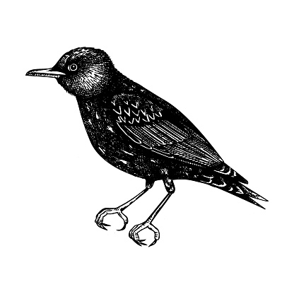 Vector starling sketch