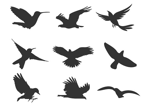 ベクターストックフライング鳥ホークスカモメツバメワシ アイコンのベクターアート素材や画像を多数ご用意 Istock