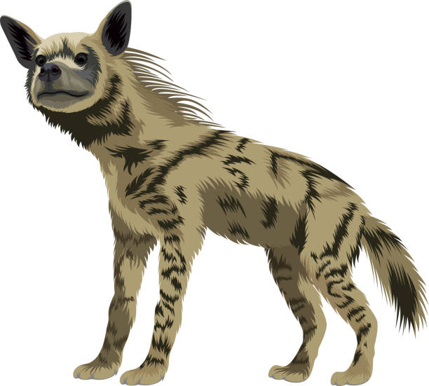 ilustrações de stock, clip art, desenhos animados e ícones de vector striped hyena - tanzania object