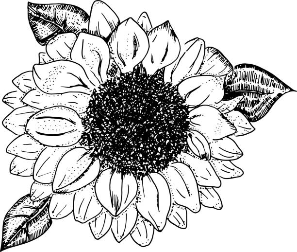 Free SVG Sunflower Svg Black And White Free 2382+ File Include SVG PNG