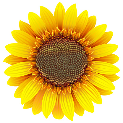 Download Vector Sunflower Icon Stock Illustration - Download Image ...