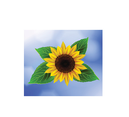 Vector sunflower with leaves