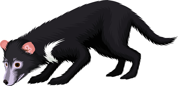 vector tasmanian devil illustration on white