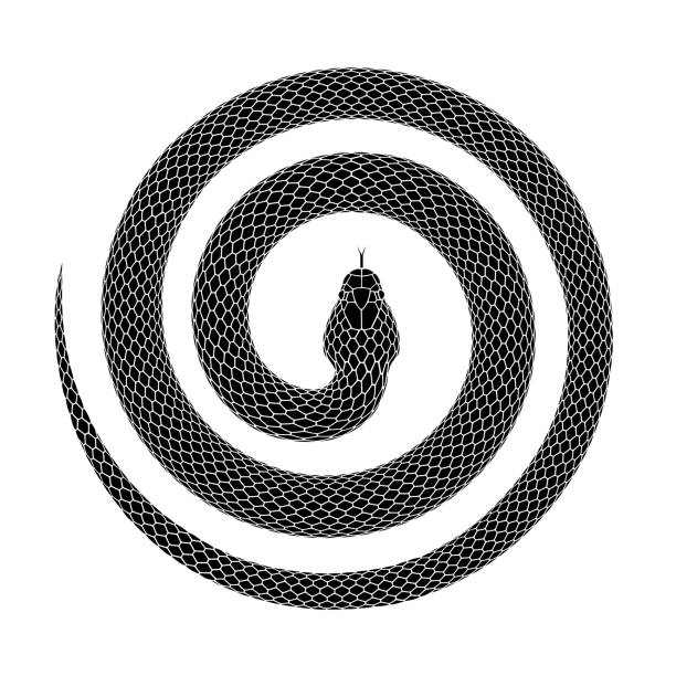 Vector tattoo design of a snake curled into a spiral shape with head in the center. Snake curled into a spiral shape. Tattoo design. of a serpent coiled with head in the center. Vector illustration isolated on a white background. snake stock illustrations