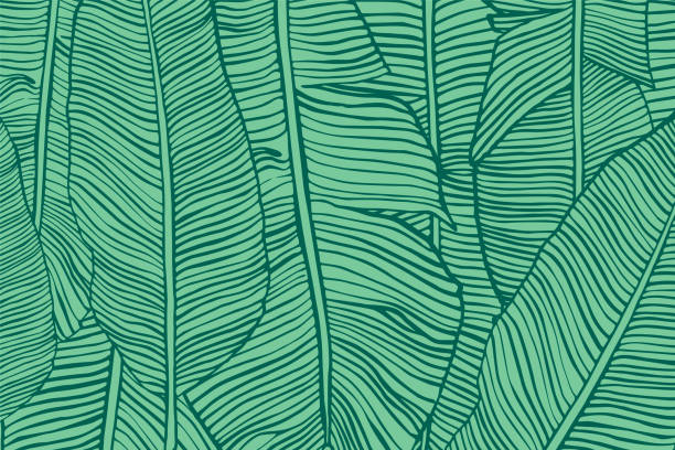 Vector texture with banana leaves. Hand drawn tropical foliage. Exotic green background. Vector texture with banana leaves. Hand drawn tropical foliage. Exotic green background. banana backgrounds stock illustrations