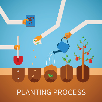 Vector timeline infographic concept of planting process