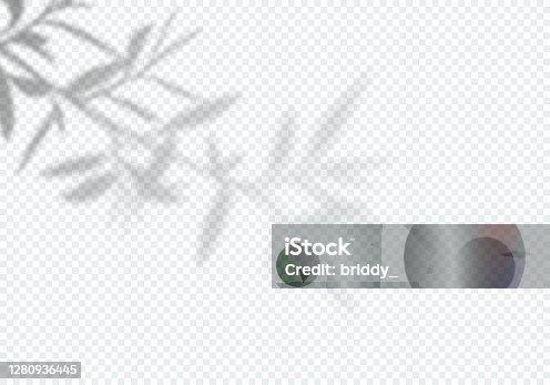 istock Vector Transparent Shadow of Tree Leaves. Design Element for Presentations and Mockups. Creative Overlay Effect 1280936445