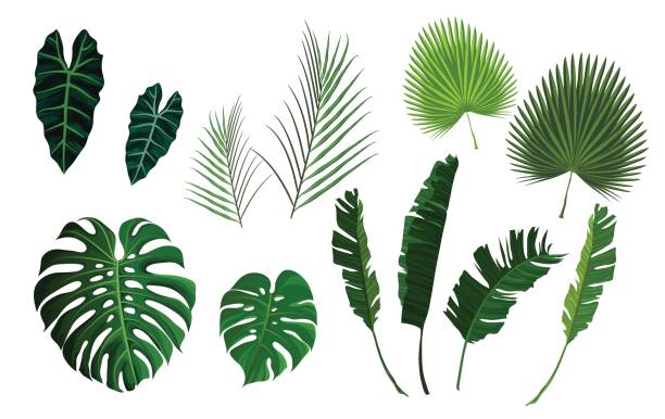 Vector tropical palm leaves, jungle leaves set Tropical palm exotoc jungle leaves set. Banana, monstera green leaf isolated on white background. Vector illustration stock vector. banana silhouettes stock illustrations