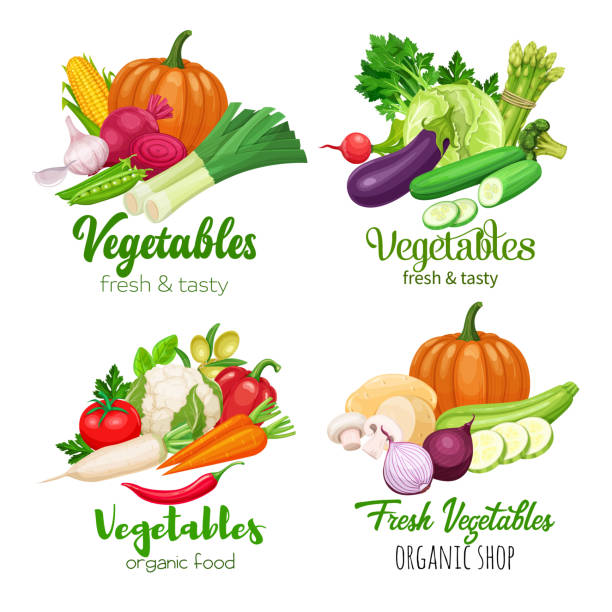 vector vegetables Healthy food banners with vector vegetables. Cabbage, pepper, beets, or carrots. Onion, zucchini, eggplant and asparagus. Corn, celery and mushrooms. vegetable stock illustrations