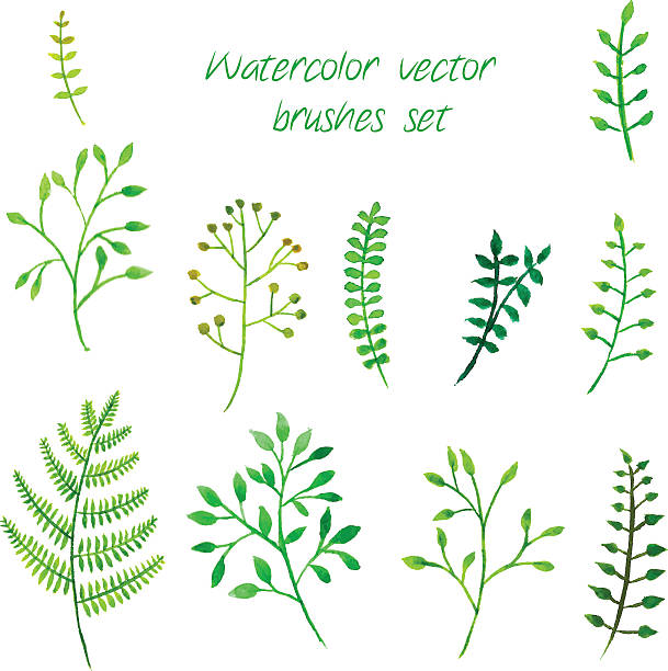 vektor-aquarell-pinsel satz. - brushed eco vector stock-grafiken, -clipart, -cartoons und -symbole
