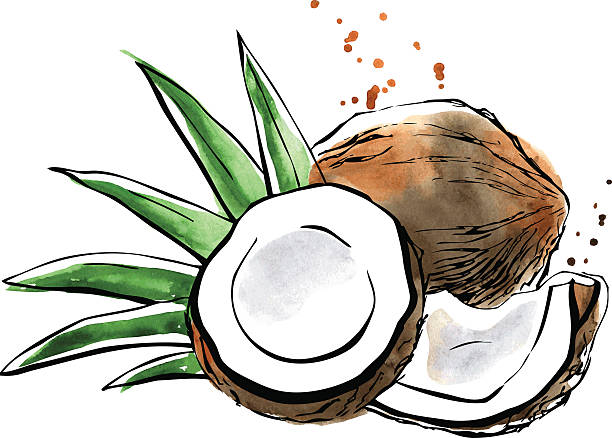 ilustrações, clipart, desenhos animados e ícones de aquarela de vetor ilustração de coco - coconut