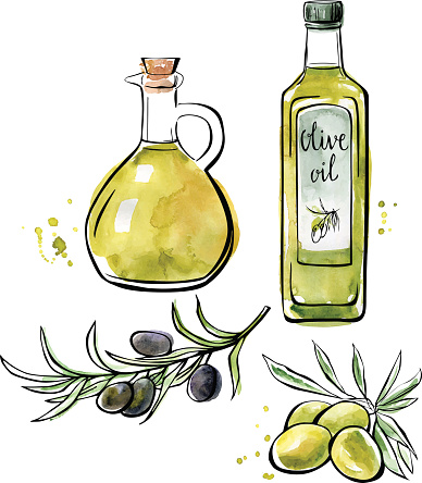 Vector watercolor illustration of olive oil