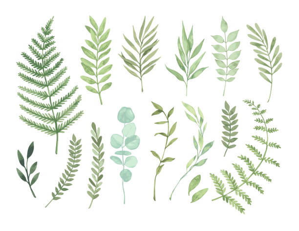 벡터 수채화 삽화입니다. 식물 클립 아트입니다. 녹색 잎, 허브 및 분기의 집합입니다. 꽃 디자인 요소입니다. 결혼식 초대장, 인사말 카드, 블로그, 포스터 등에 대 한 완벽 한 - 꽃 식물 일러스트 stock illustrations