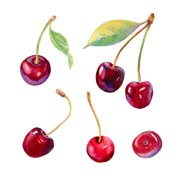 Vector watercolour cherry illustration. Hand drawn cherries set. Fresh sweet and tasty cherries. Bright and fresh illustration. Watercolor botanical painting. Beautiful tasty berries isolated on white Vectorised watercolour cherry illustration. Hand drawn cherries set. Fresh sweet and tasty cherries. Bright and fresh illustration. Watercolor botanical painting. Beautiful tasty berries isolated on white . High quality photo cherry stock illustrations