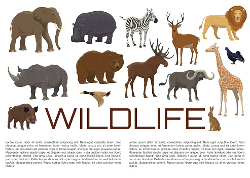 Vector wildlife poster of wild animals