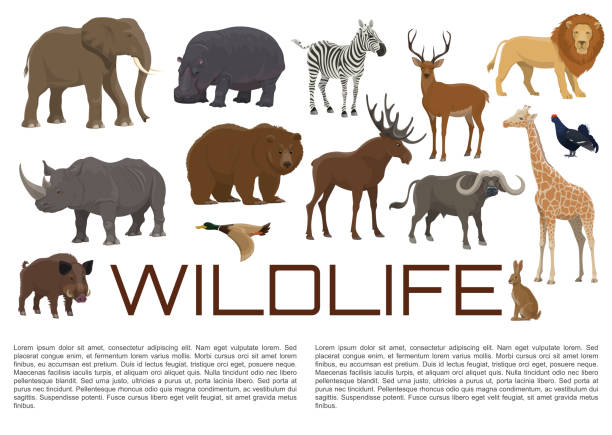 Vector wildlife poster of wild animals Wild animals and birds poster for wildlife zoo or hunt. Vector African giraffe, hippopotamus or rhinoceros and lion, elk or deer and buffalo, bear with duck and blackcock or rabbit and hog wildlife stock illustrations