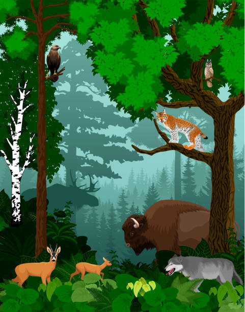 bildbanksillustrationer, clip art samt tecknat material och ikoner med vektor skogsmark gröna skogen träd bakgrundsbelyst med bison, varg, lodjur, uggla, älg och rådjur - rådjur