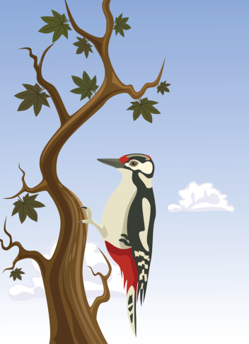 Vector woodpecker clinging to a tree trunk