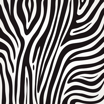 Vector Zebra Texture Stock Illustration - Download Image Now - iStock