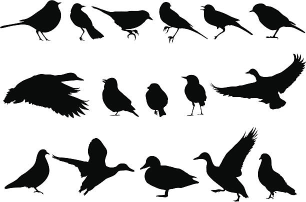 Vectorial illustrations of various bird silhouettes Eps + HiRes Jpg + AI-CS3 bird symbols stock illustrations