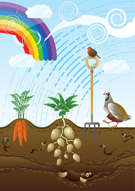 illustrations, cliparts, dessins animés et icônes de jardin potager attribution - pluie jardin