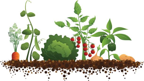Vegetable Garden vector art illustration