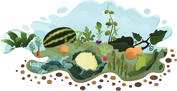 Vegetable Garden (End of Summer) vector art illustration