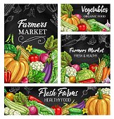 Vegetable vector sketches on blackboard, fresh farm food design. Hand drawn veggies of garden harvest, tomato, green onion, garlic and radish, pumpkin, cauliflower, napa cabbage, asparagus and corn