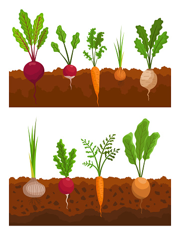 Vegetables growing in the ground. Plants showing root structure. Farm product for restaurant menu or market label. Organic and healthy food