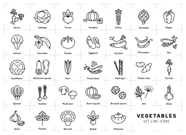Vegetables icons isolated, Spices . Trendy thin line art style Vegetables icon isolated, Spices . Trendy thin line art style. Fresh vegetarian food, vegetable garden tomato, salad, carrot, pepper, pumpkin, pea, onion dill parsley and etc Vector squash vegetable stock illustrations