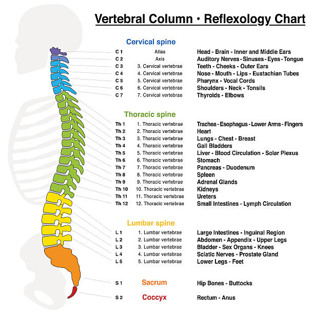 Vertebral Column Reflexology Chart Vertebral column reflexology chart with accurate description of the corresponding internal organs and body parts, and with names and numbers of the vertebras. spine body part stock illustrations