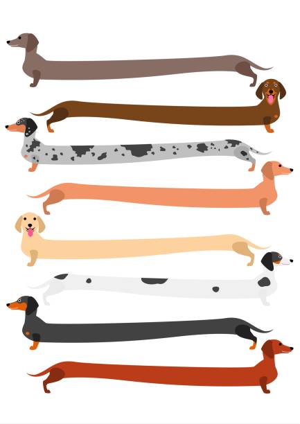 very long colorful Dachshund set very long colorful Dachshund set. dachshund stock illustrations
