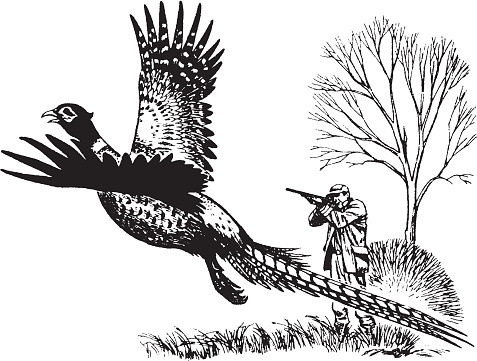 View of hunter shooting to flying pheasant
