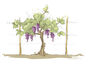Grape on the trellis, graphic vector illustration