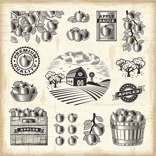 Vintage apple harvest set A set of fully editable vintage apple harvest elements in woodcut style. EPS10 vector illustration with clipping mask. Includes high resolution JPG. crate stock illustrations