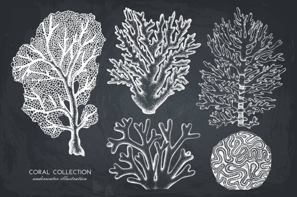 Vintage coral illustrations collection Vector collection of hand drawn reef corals sketch.Vintage set underwater natural elements. Vintage sealife illustration on chalkboard coral colored stock illustrations