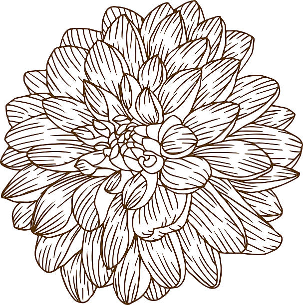 bildbanksillustrationer, clip art samt tecknat material och ikoner med vintage dahlia flower engraving line art - dahlia