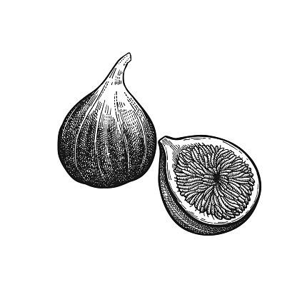 Vintage engraving figs.