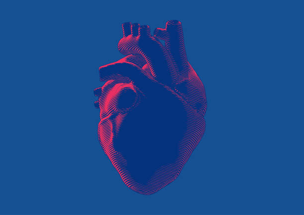 винтажная гравюра темной иллюстрации человеческого сердца на синем bg - laporta stock illustrations