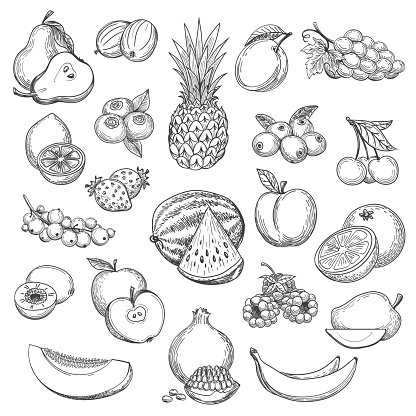 Vintage fruit sketch. Hand drawn fruits icon set, fresh pear and orange, strawberries and pineapple drawing sketch retro vector