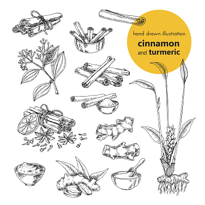 Vintage graphic set illustration of Cinnamon and turmeric